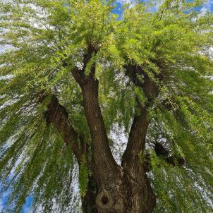 Foto Trees